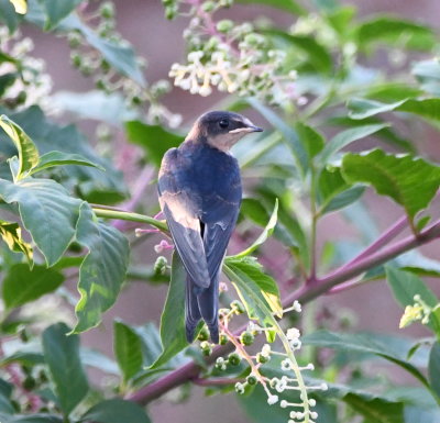 Barn Swallow