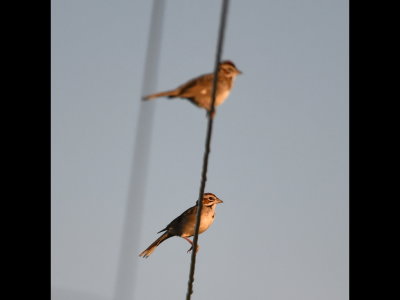 A second Lark Sparrow joined the first one.