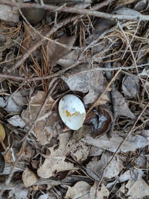 We found this broken egg shell that looked like it had been eaten by a predator. Given how feathered the chick was in Connette's photos, this made us think the chick had hatched from the first egg, not this one that had been left in the nest.