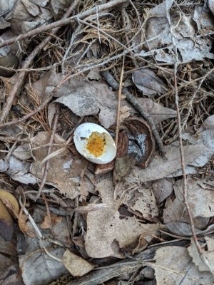 Broken egg with apparent yolk remains being eaten by ants