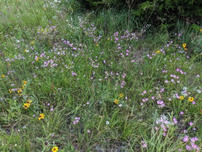 Some of Connette's wildflowers--at dusk