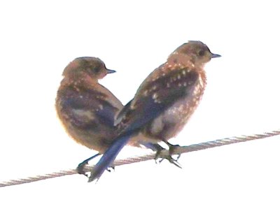 The next day, we went to look for the chick. Coming up the drive, we saw these two birds on the power line. They were only silhouettes, but when we lightened the photos, we found they were young Eastern Bluebirds.