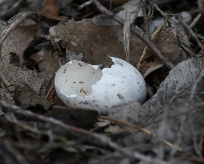 At the site of the nest, we found a broken egg shell.