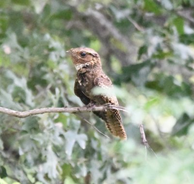 When we walked a little farther east on the driveway, in the direction of where Vike said he had found the chick, this adult bird flew up and landed in a nearby tree, croaking at us.