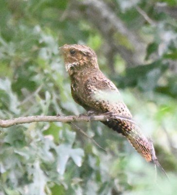 Adult Chuck-will's-widow perched near its chick