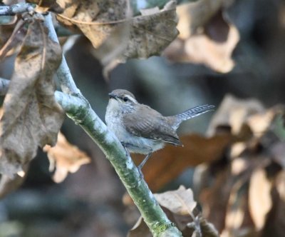 There were at least three Bewick's Wrens hopping around in the dead branches.