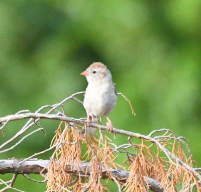 This Field Sparrow hopped up nearby and sang to us.