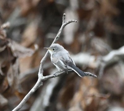 There were also a couple of Blue-gray Gnatcatchers chasing each other around the snag.