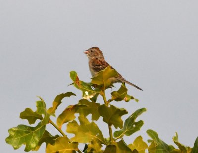 Another singing Field Sparrow
