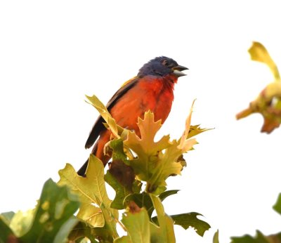 Singing male Painted Bunting