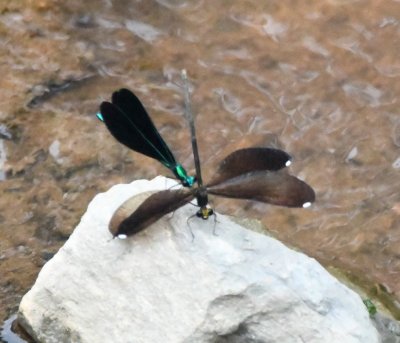 Male and female Ebony Jewelwings