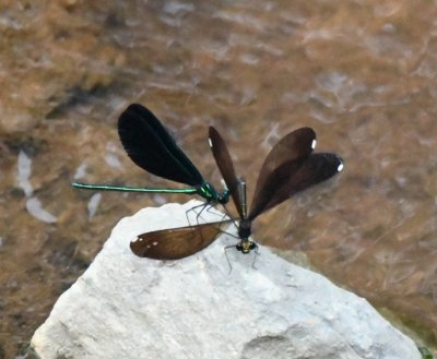 Male and female Ebony Jewelwings; the female appears to be dipping her abdomen in the water