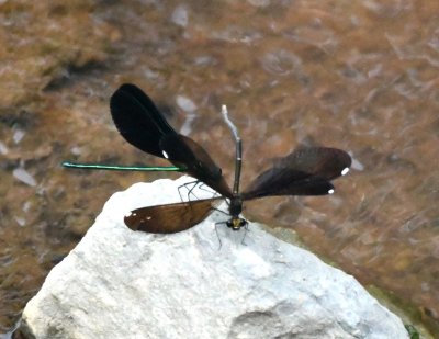 Male and female Ebony Jewelwings