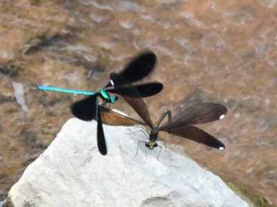 Female Ebony Jewelwing dipping her abdomen in the water, presumably to deposit fertilized eggs, with male hovering overhead