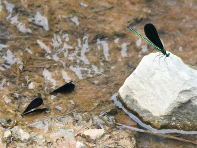 Ebony Jewelwing wings in the water with male on rock nearby