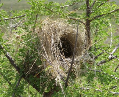 We saw no Verdins on our trip, though we saw several nests.