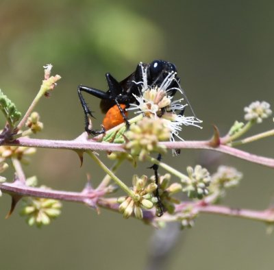 Prionyx fervens, a thread-waisted wasp