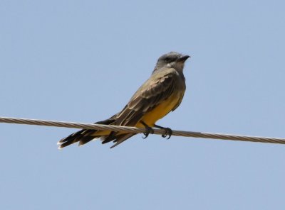 First of several Cassin's Kingbirds we saw on power lines and fences along the highway--dark gray head and breast, white malar and 'chin', light edges on wing coverts