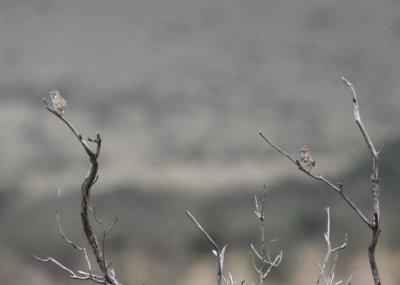 Two Lark Sparrows