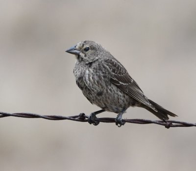 Young Brown-headed Cowbird