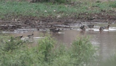 Far out in a field, we saw a pond with what appear to be Blue-Winged Teal.