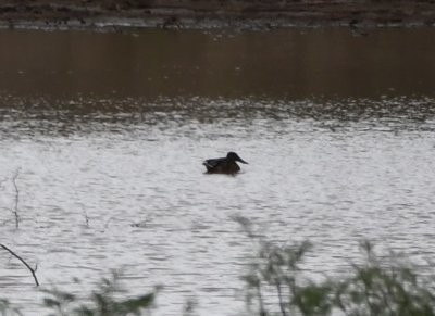 A lone Northern Shoveler in the pond with BWTE