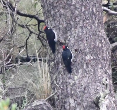 Far across a creek, we spotted a couple of Acorn Woodpeckers on a tree.