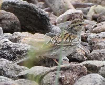 This juvenile Chipping Sparrow (per Bill D) hopped among the rocks along the creek--long notched tail, black eye line to lores, back markings similar to adults.