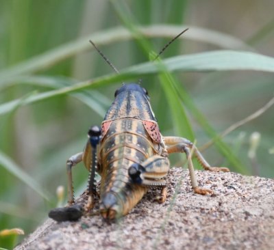 A big Plains Lubber Grasshopper - Brachystola magna