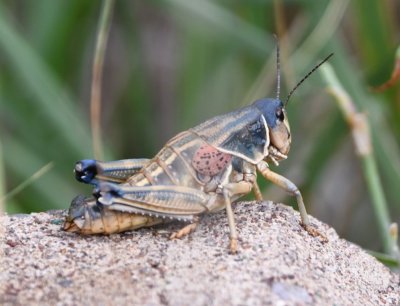 Plains Lubber Grasshopper - Brachystola magna