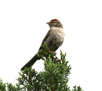 Chipping Sparrow--long, forked tail, head pattern and clean breast