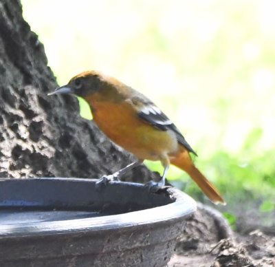 First Fall male Baltimore Oriole