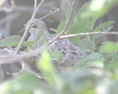 Young mourning dove in a distant tree