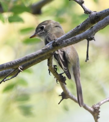Least Flycatcher--longer legs than Eastern Wood-Pewee, shorter primary projection, more prominent eye ring