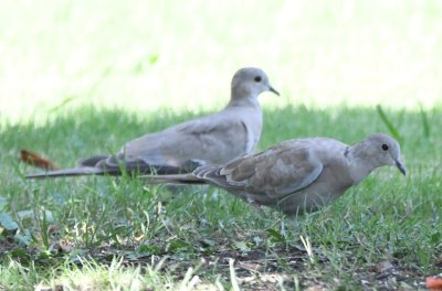 Eurasian collared doves - young?