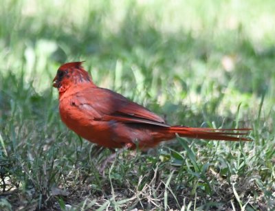 Grungy male cardinal - maybe not very old even though orange bill?