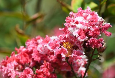 Peppermint crape myrtle