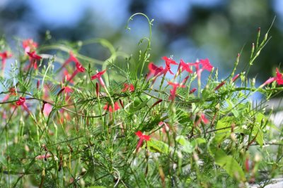 Cypress vine - a favorite of the hummingbirds