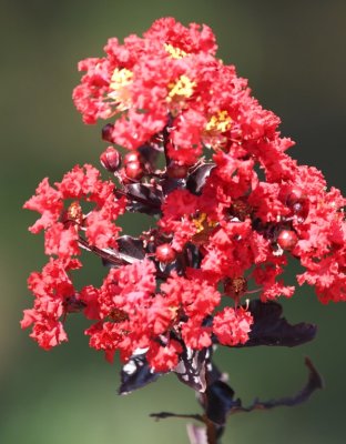 Black diamond crape myrtle - nearly black leaves, dark red flowers