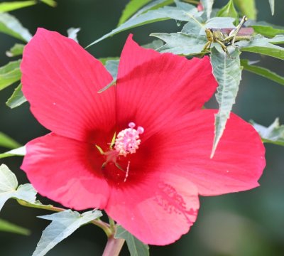 Texas star hibiscus being enjoyed by a grasshopper