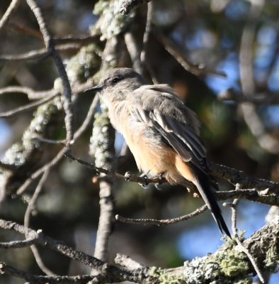 Far West Texas Birding Trip, Day 3, Aug 23, 2019