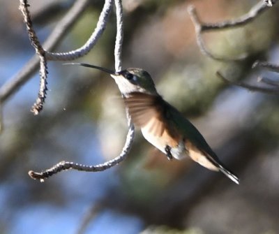 The morning event was hummingbird banding at The Nature Conservancy Preserve north of Ft Davis.