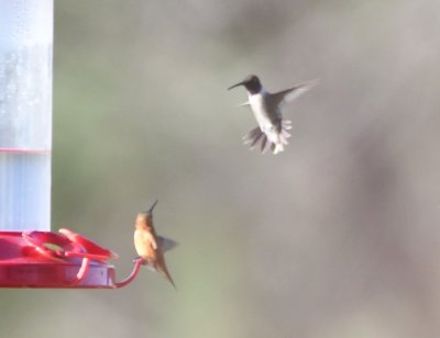 They had several hummingbird feeders in place when we arrived and there were dozens of birds--like this Rufous Hummingbird and Black-chinned Hummingbird--that were visiting the feeders.