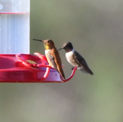 Rufous and Black-chinned Hummingbirds co-existing at a feeder