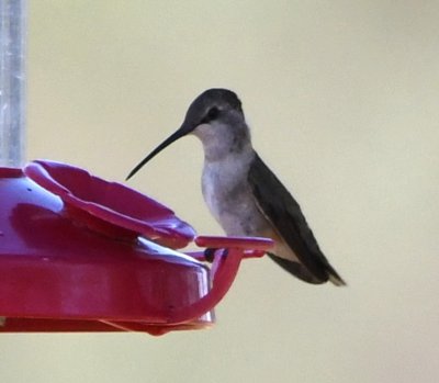 Female Black-chinned Hummingbird