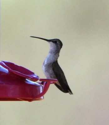 Female Black-chinned Hummingbird