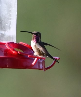 Male Lucifer Hummingbird