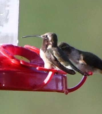 Male Lucifer Hummingbird