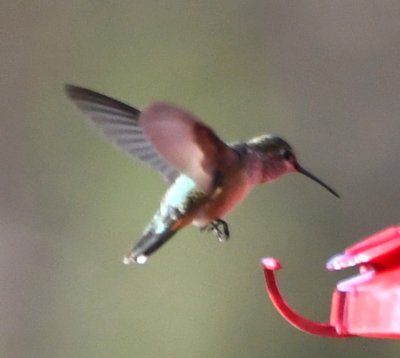 Immature male Rufous Hummingbird