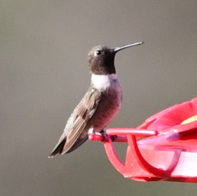 Male Black-chinned Hummingbird